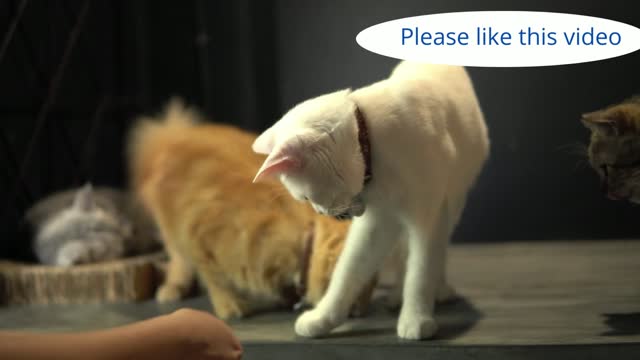 Cute Funny Cats and Dogs Video | Cute Baby Cats | Cute funny Dogs | World of Cats