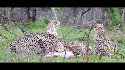 Story of Cheetah