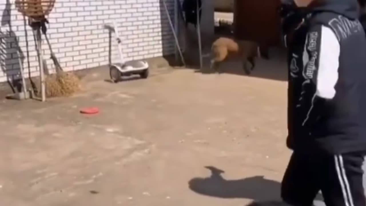 Funny animal shots