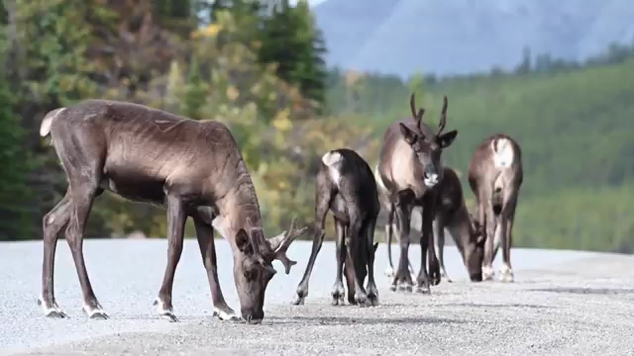 This collection of beautiful animal clips