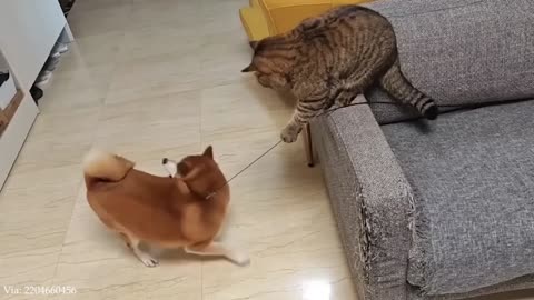 The world's FUNNIEST CATS are here! 😹 Funny Animals videos