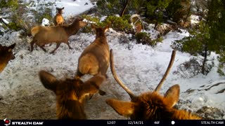 GIANT HERD OF ELK SLIDING DOWN SNOWY CLIFF FACE