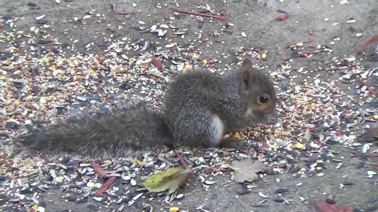 Baby Squirrel