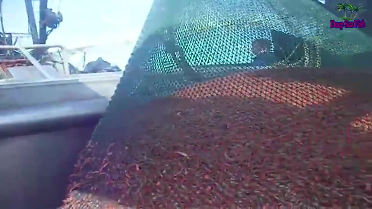 Wow!! Net fishing shrimp