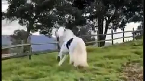 Beautiful horse video