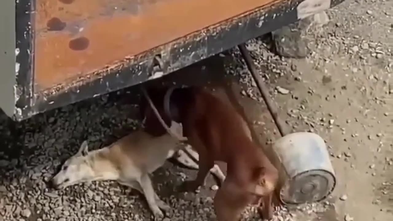 Heartbreaking: Dog Tries to Revive Dead Lover