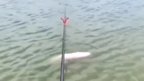 This fish backstroke in front of me