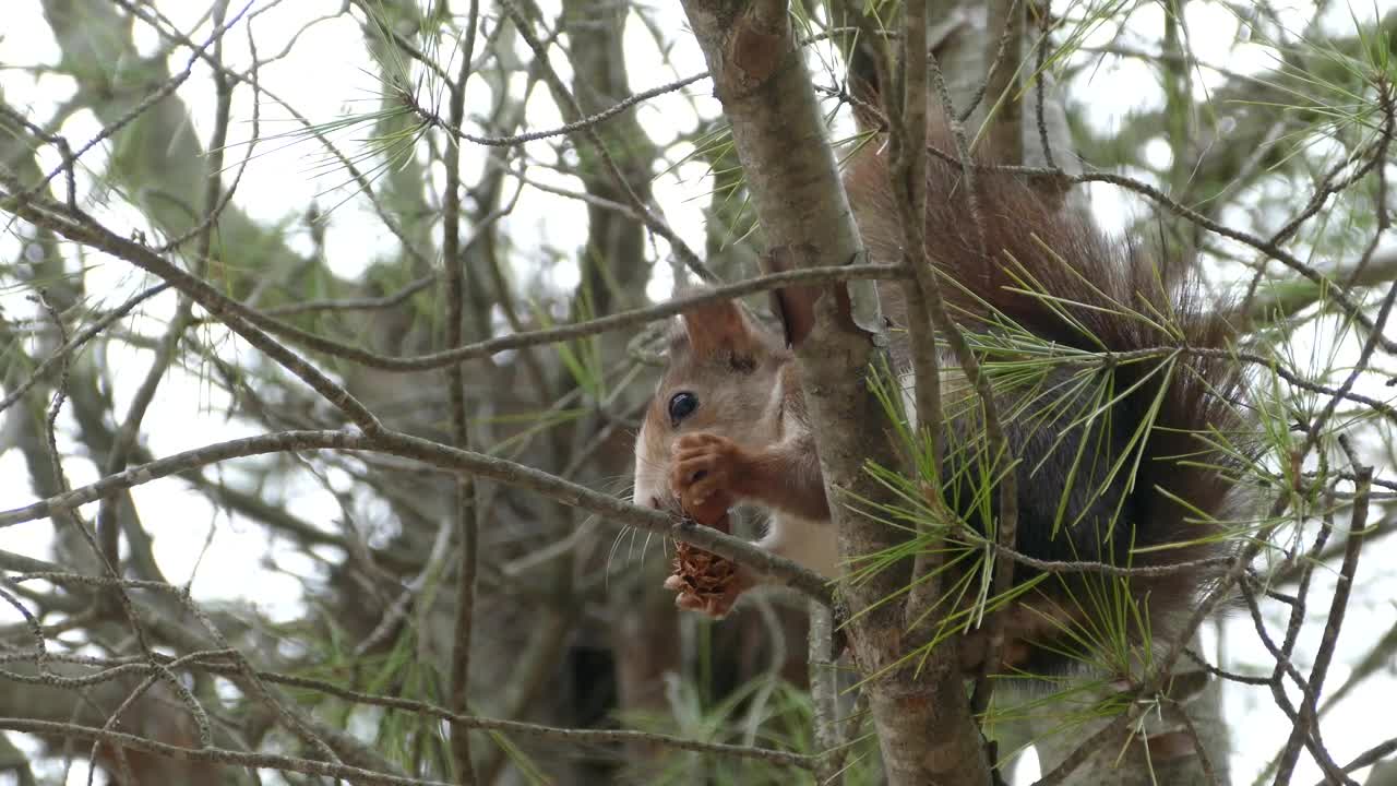 Squirrel in a tree eating a pinecone