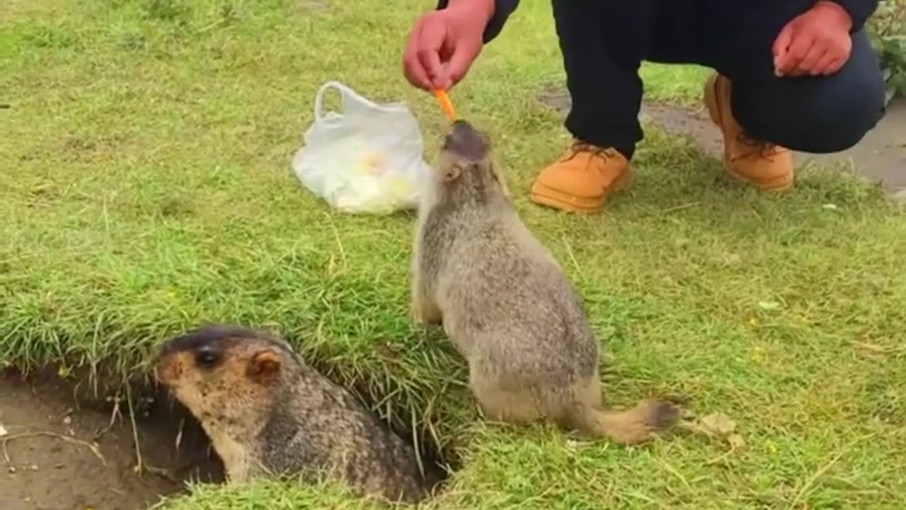 animal bobak marmot or prairie