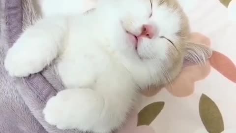 Funny Animal Video