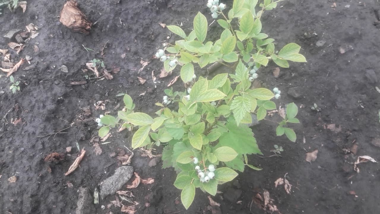 Blueberries will ripen soon