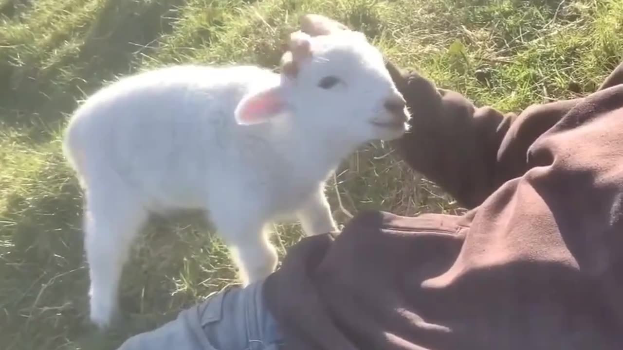 Baby Goat