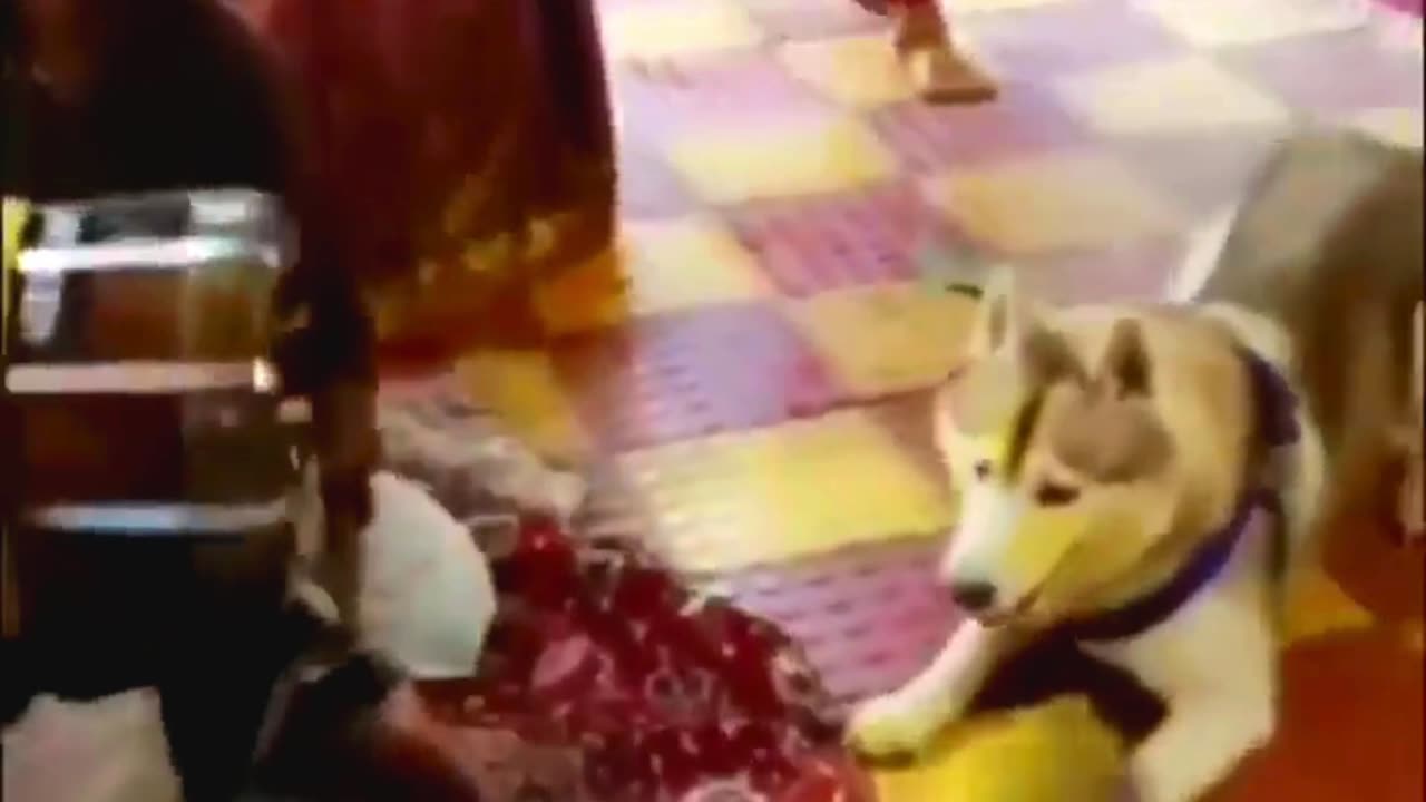 Funny Animal Video 2024