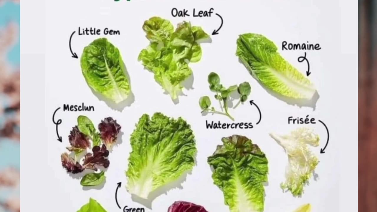 Leafy Green Goodness: Discovering the Different Varieties of Lettuce 🌿