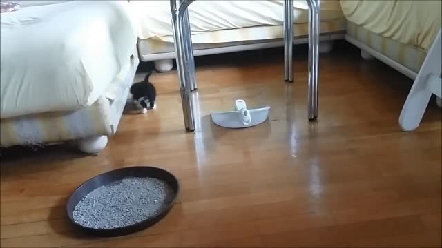 La primera experiencia de un gatito bebiendo leche es más que adorable