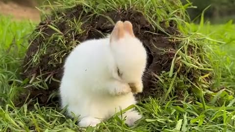 The little bunny plays happily in the meadow