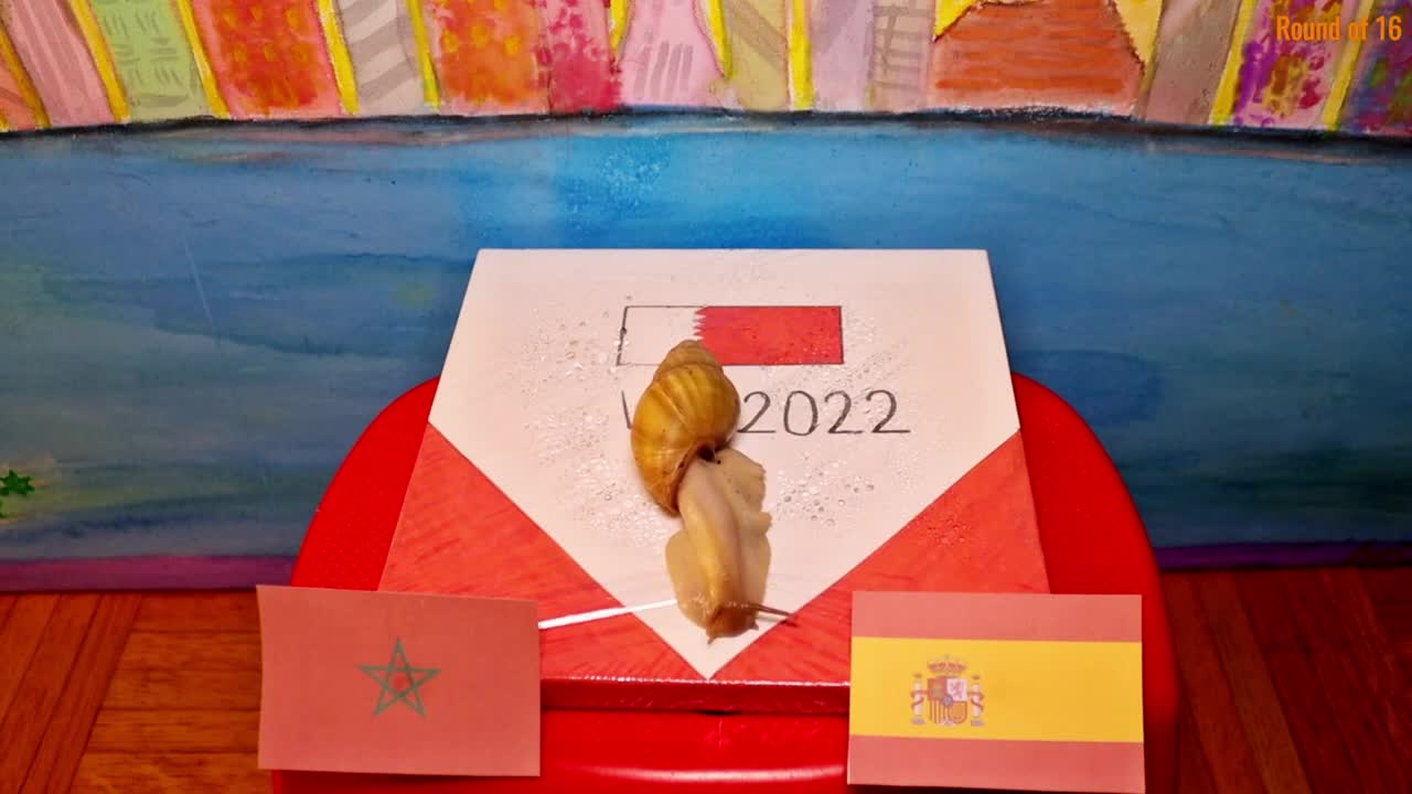 Morocco Vs Spain - Animals World Cup 2022 Prediction