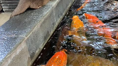 Curious Otter Befriends Colorful Koi