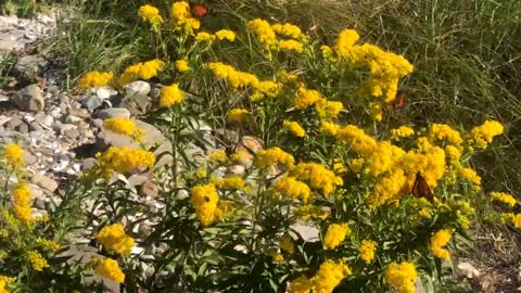 Oche , Monarch butterflies, il bosco ed e' un paradiso: Sherwood Island