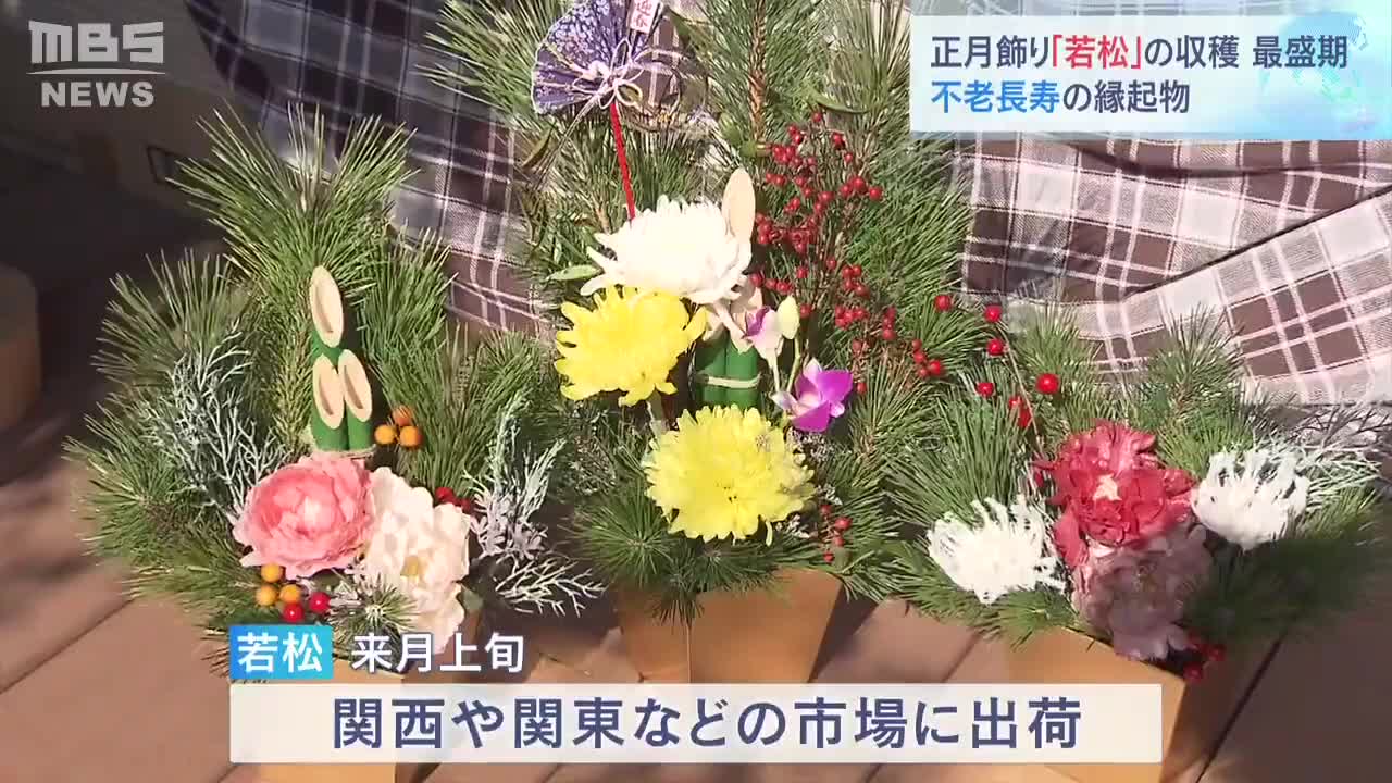 正月飾りに使う『若松』の収穫が最盛期 日本三大産地の1つ「丹波市山南町坂尻地区」(2022年11月12日)