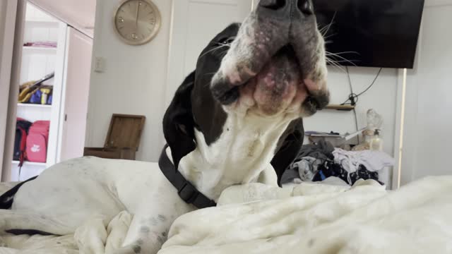 Montebello The Great Dane Says “I LOVE YOU”