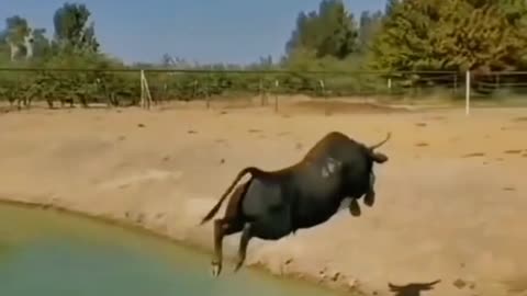 Good Jump of the Bull