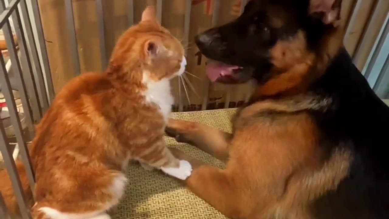 Funny & Cute Cats and Dogs 🥰🥰 #cats #dogs #reels #shorts #viral #pets #redfoxfolder