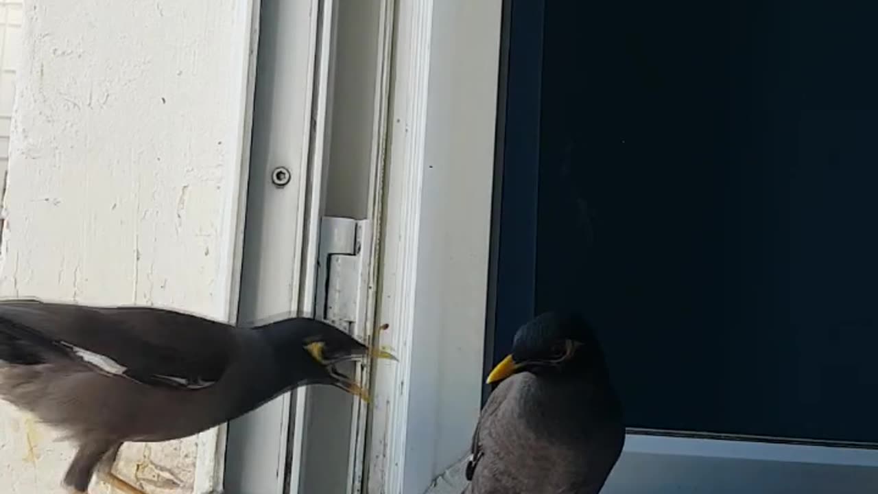 Funny birds eating melon