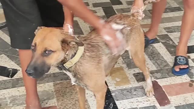 Kids. Dog bathing