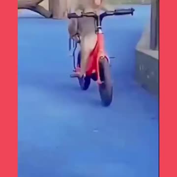 Monkey enjoying on street