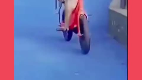 Monkey enjoying on street