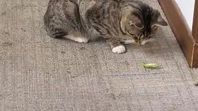 cat vs mantis