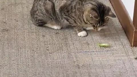 cat vs mantis