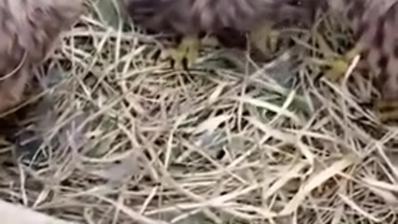 How to raise a bird kestrel - Inspiring