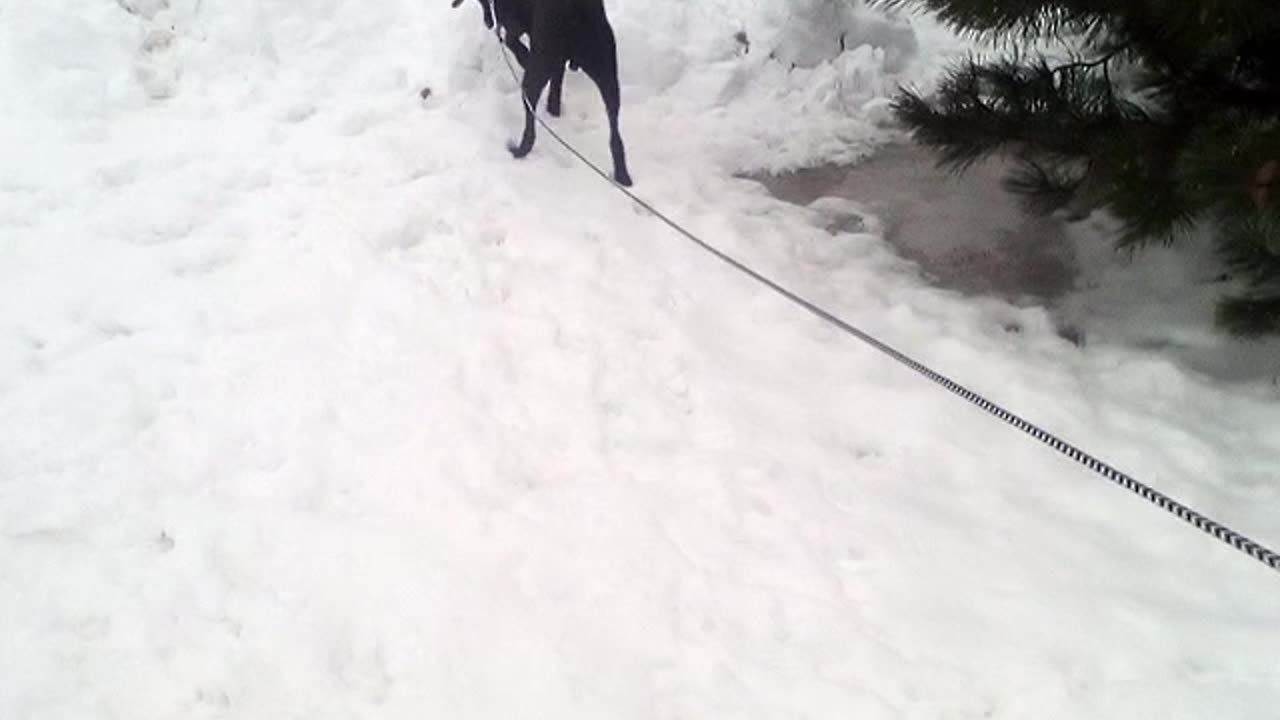 My Dog coco