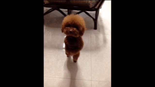 Tap dog gif video