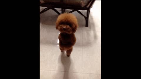 Tap dog gif video