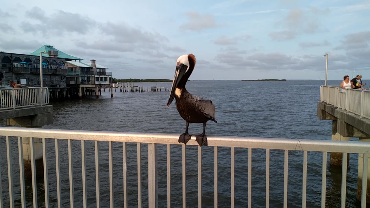 What a little cutie!!