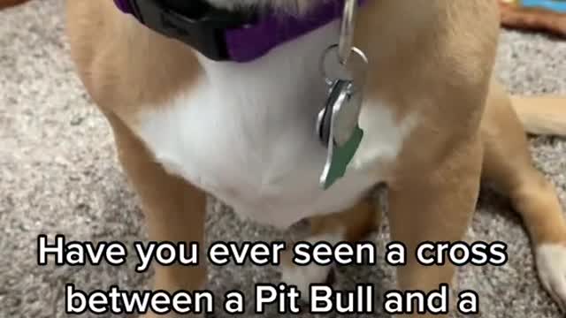 Have you ever seen a cross between a Pit Bull and a Chihuahua?