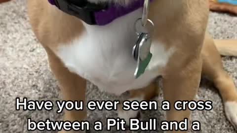 Have you ever seen a cross between a Pit Bull and a Chihuahua?
