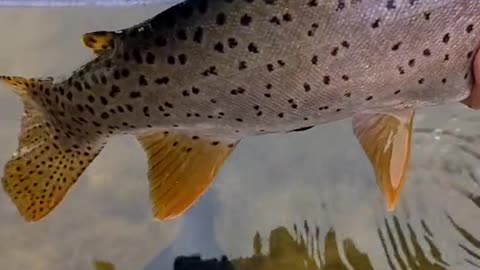 new day, different cutty