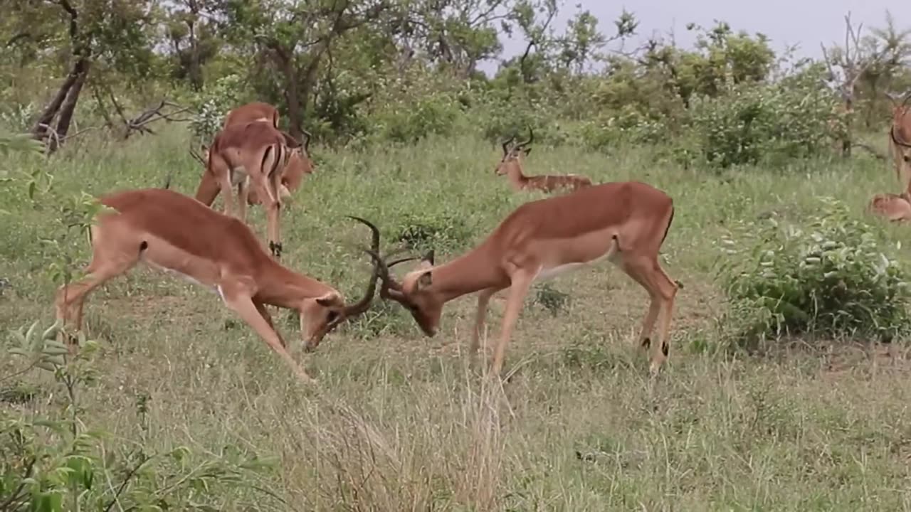 Impala rams fighting