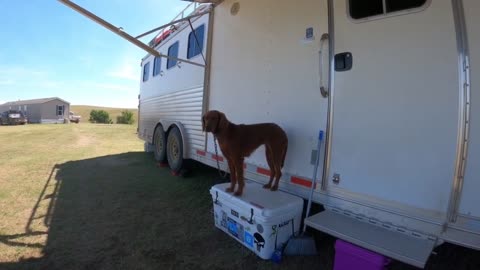 BIRD DOG TRAINING WITH SHAWN KINKELAAR