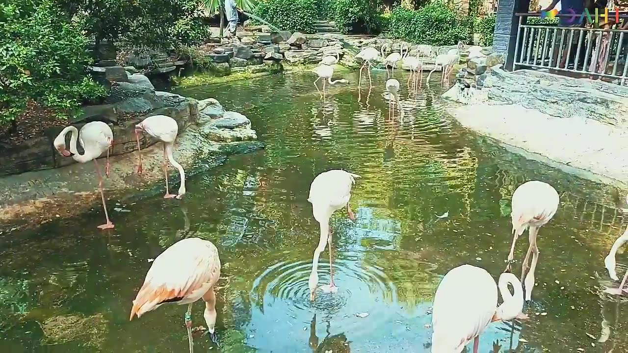 Wildlife Animal Moments | Elephant, Giraffe, Swan,Tiger, Ostrich, Peacock, Sheep, Deer p9