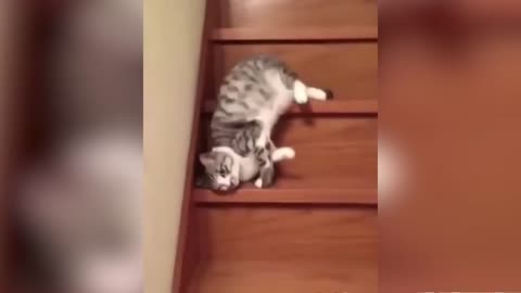 fun with animals