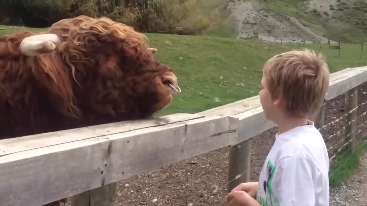 Try Not To Laugh #1