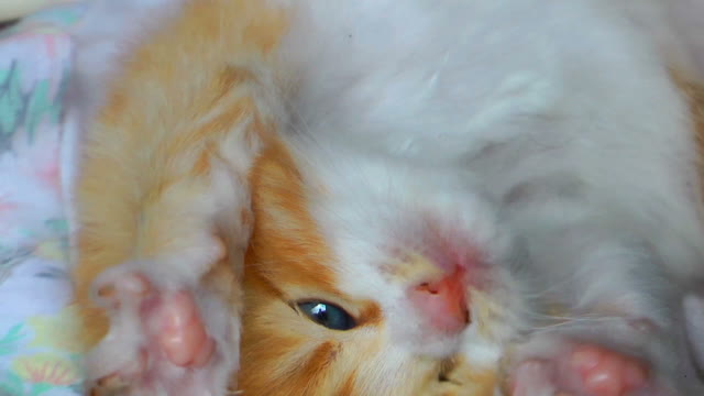 Baby Gatish 4