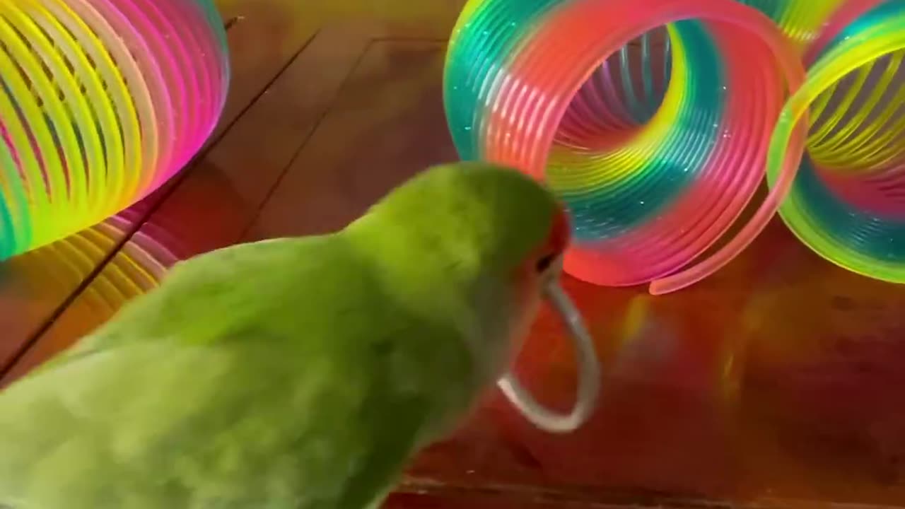 Bird Training : Smart lovebird Parrot | Smart Little Cute Parrot #training #smartparrot #cute