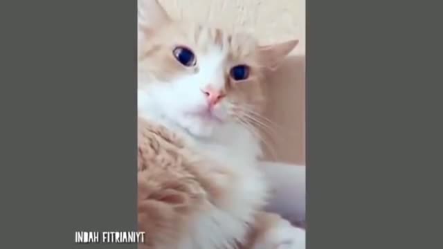 Cats cute funny