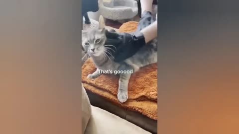 HOUR FUNNY CATS COMPILATION 2022😂_ Funny and Cute Cat Videos😸 ! - 149